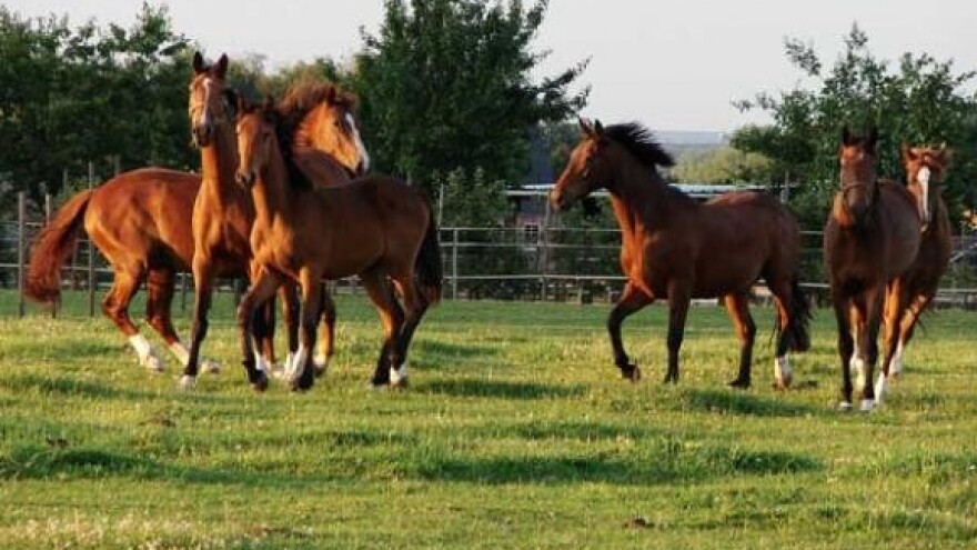 Festival ruralne kulture