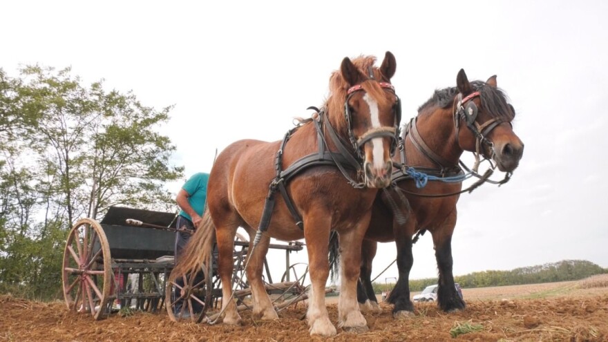 Tradicija koja izumire - sjetva pšenice konjima