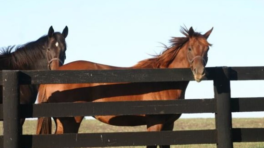 Po Međimurju na konjima