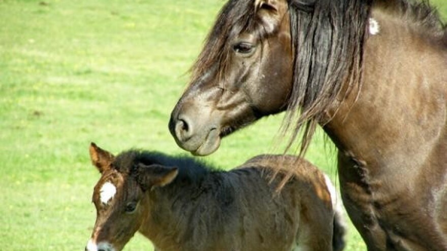 Uzgajivači konja pozvali na zajedništvo