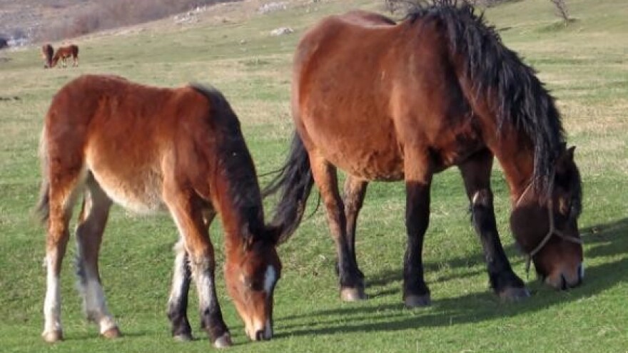 Ljubav prema konjima jača od recesije