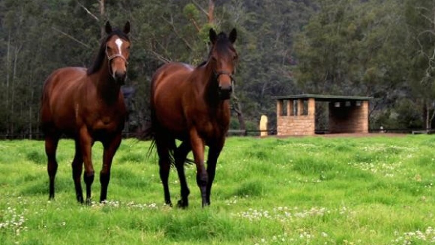 Konjogojstvom do većeg broja turista
