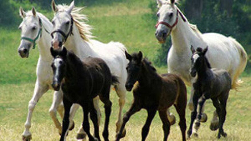 Pokazali najbrže konje i najljepše zaprege