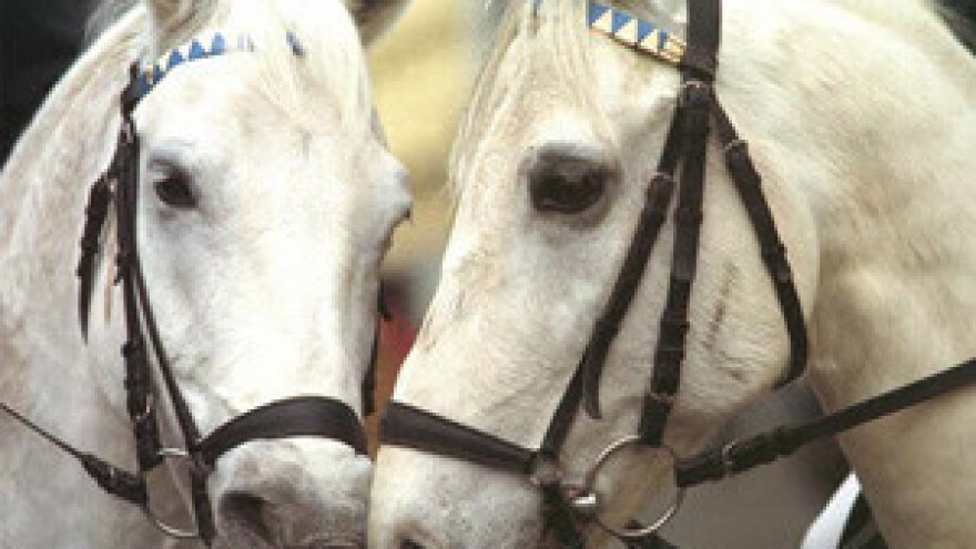 "Stari graničar" bogatiji za dva lipicnera