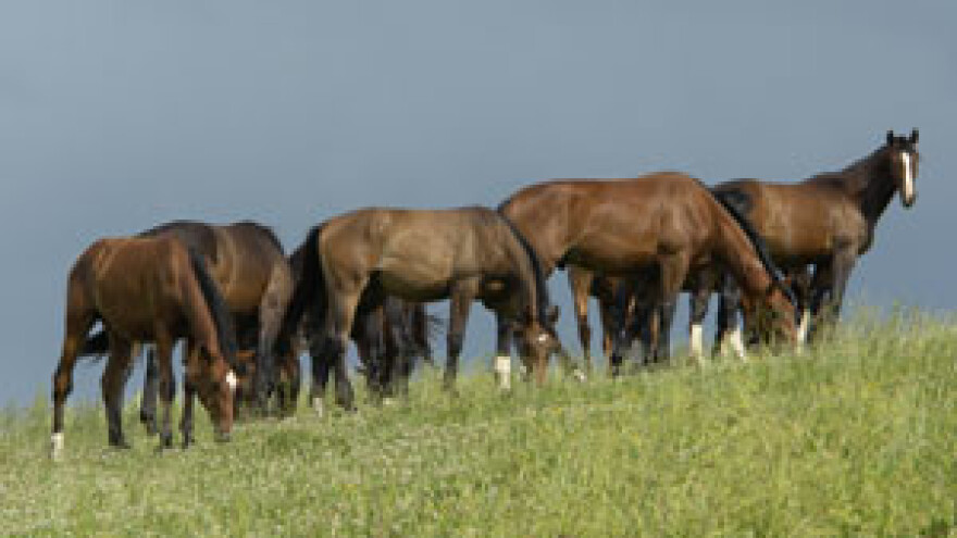 Oživjelo pokladno jahanje