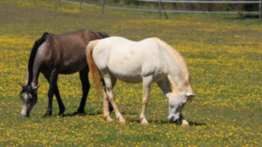 Centar za konje ipak u Lipiku
