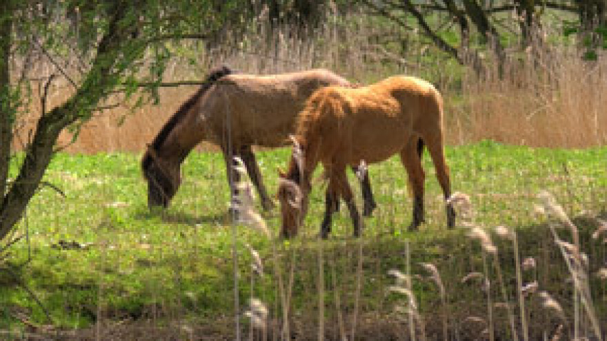 Nova sistematizacija u Hrvatskom centru za konjogojstvo