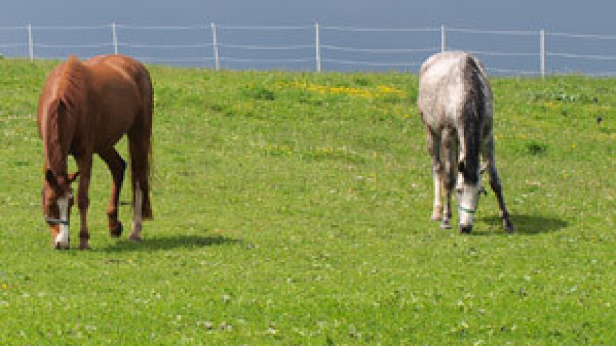 Zaustavljen ustroj konjogojskog centra