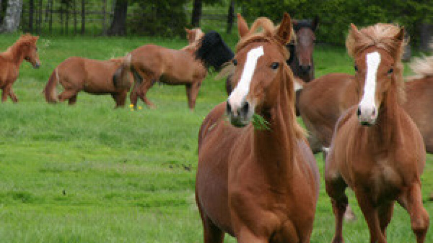 Hrvat iz Argentine želi platiti hranu za lipičke konje