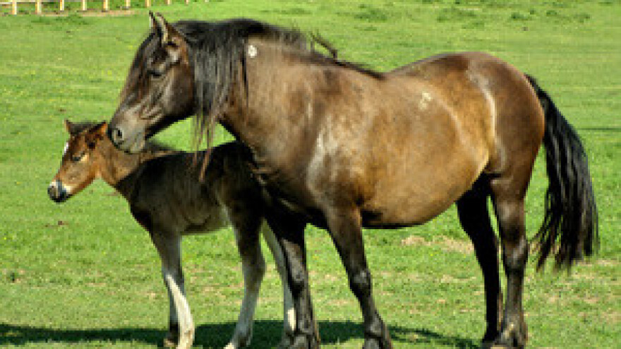 Blagoslov konja na etnoimanju