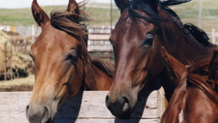 Konjogojstvom do turista