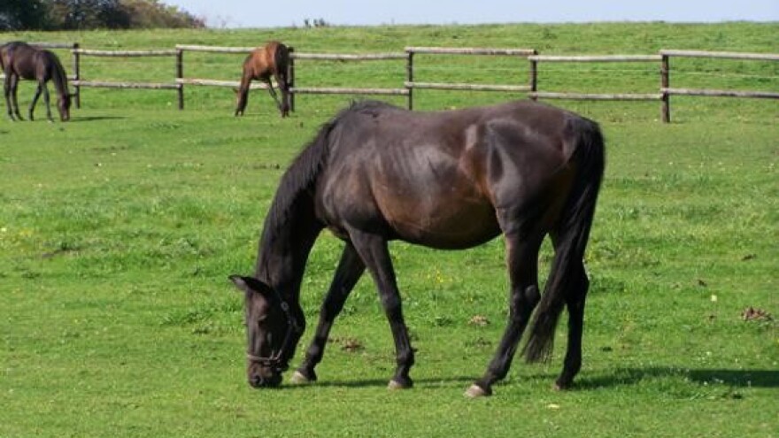 Konjogojstvo neiskorištenih potencijala