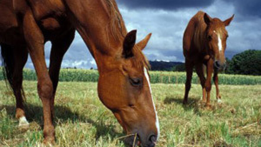 Uzgajivače konja očekuje bolja budućnost ulaskom u EU
