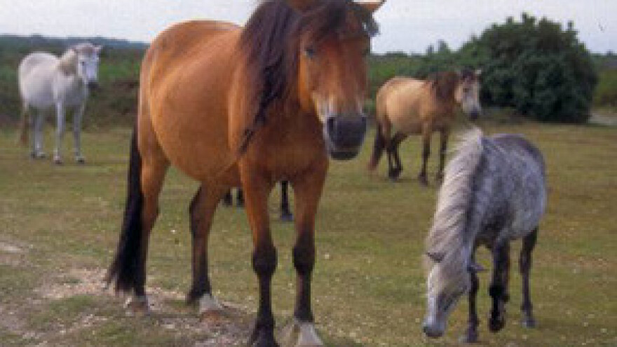 Završen 15. Sajam poljoprivrede i stočarska izložba u Slavonskom Brodu