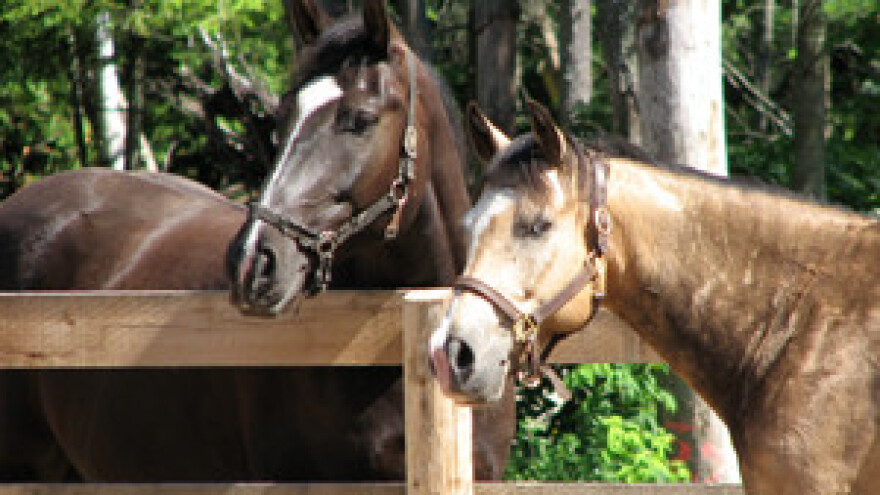 Ergela Đakovo opet samostalna?