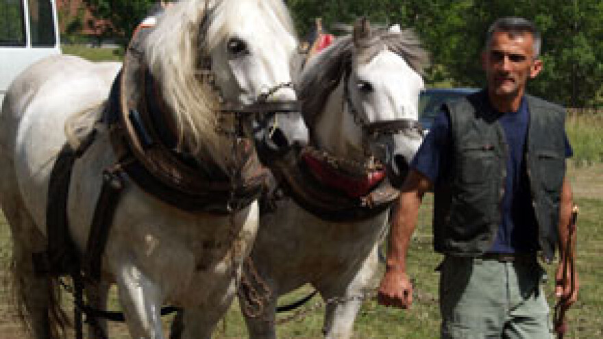 Konji Velebitom vuku trupce i turizam oživljavaju