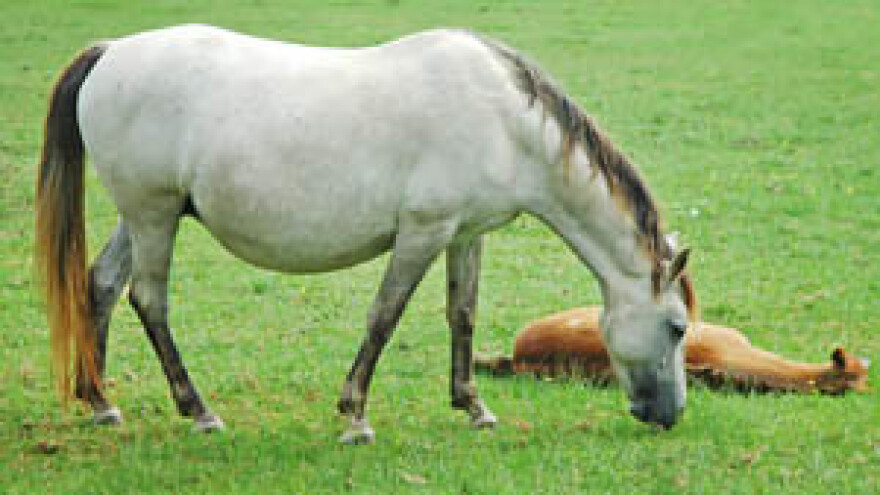 Najavljuju prosvjede zbog Đakovačke ergele