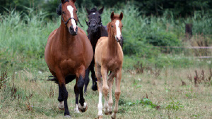 Natječaj za ravnatelja Hrvatskog centra za konjogojstvo