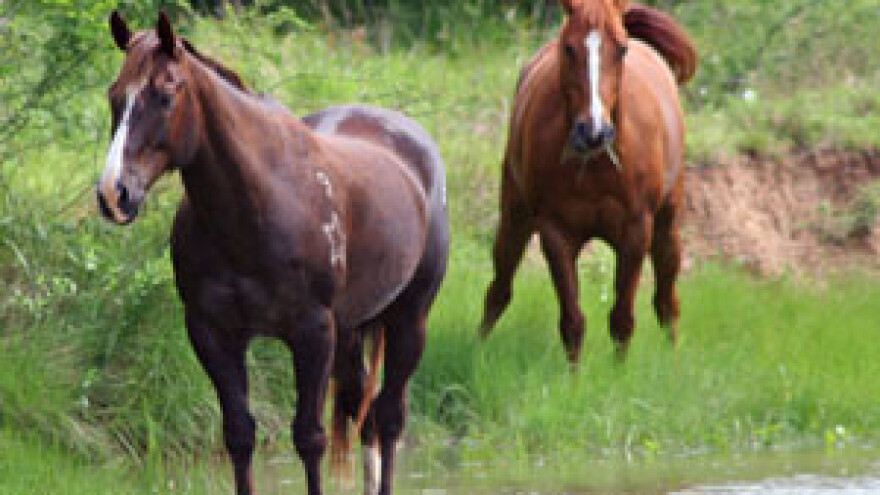 Šest konja u Iloku zaraženo virusom Zapadnog Nila