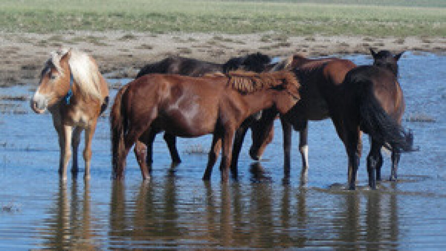 Pratimo ponašanje stoke i ne bojimo se virusa