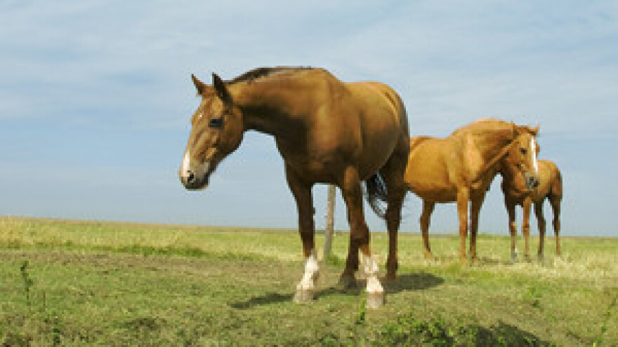 Prvenstvo Hrvatske u preponskom jahanju u Osijeku