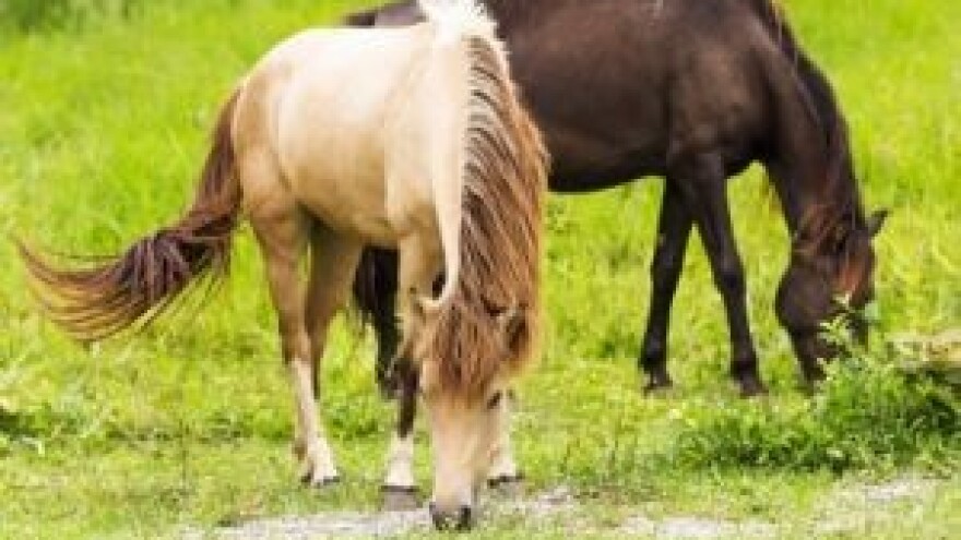 Što je novo u konjogojskom sektoru?