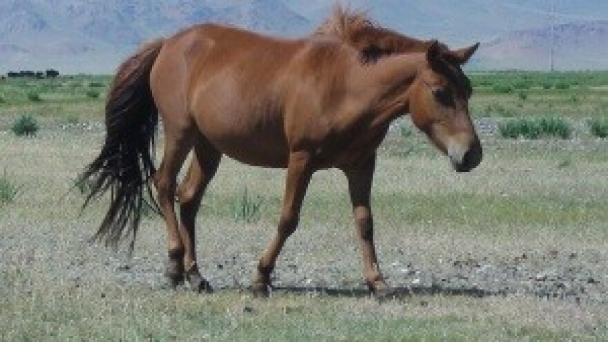 U Francuskoj procvala prodaja konjetine