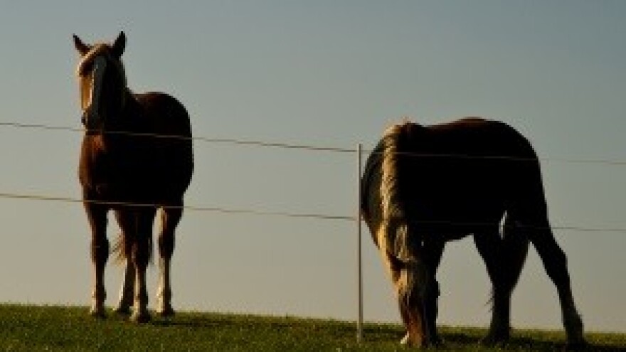 Budućnost lipičke ergele upitna bez zemlje i pašnjaka