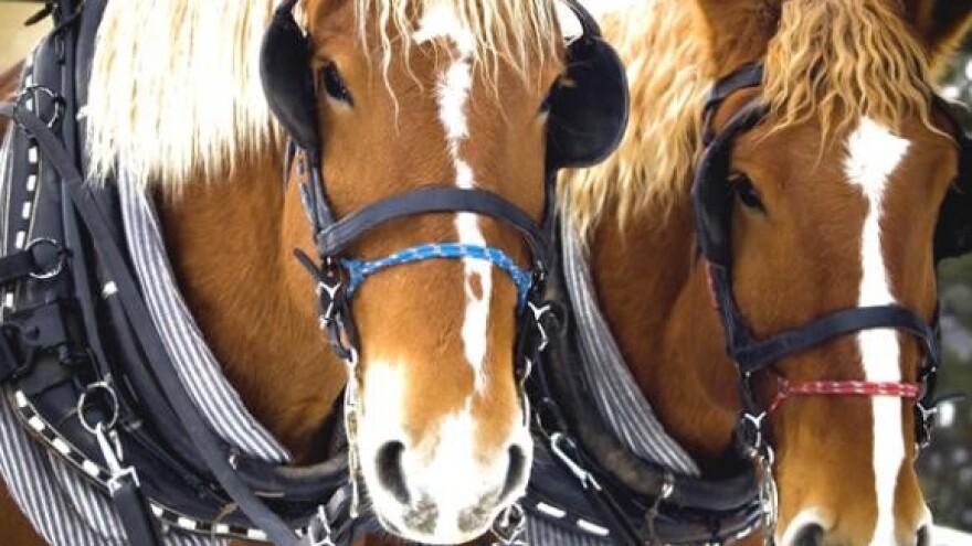 Kup Hrvatske u zaprežnom konjičkom sportu