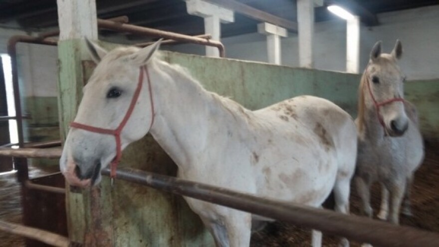 Savjetovanje uzgajivača konja u Križevcima!