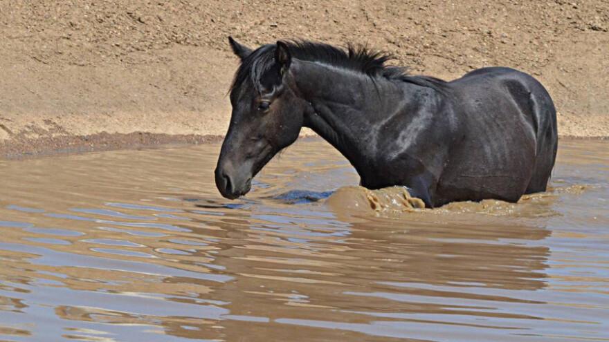 Spasili divlje konje od žeđi