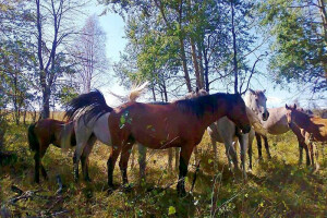 Vukovi pojeli dva ždrebeta iz ergele Borike