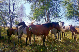 Vukovi pojeli dva ždrebeta iz ergele Borike