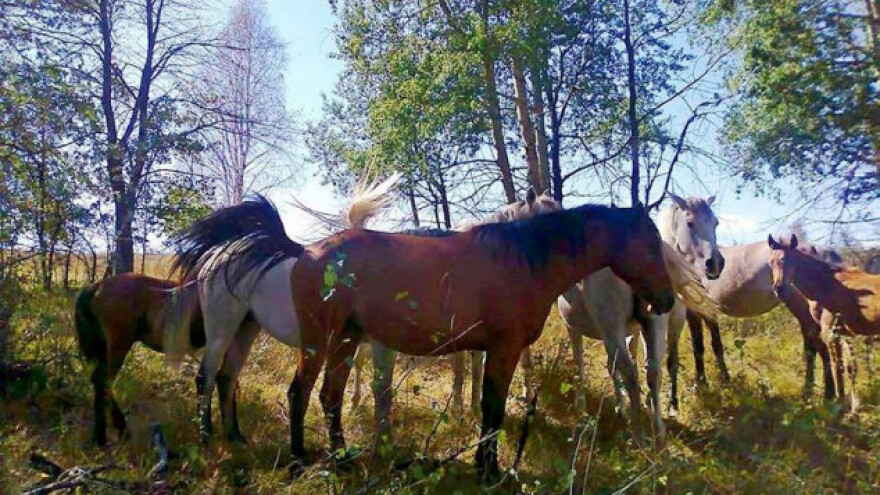 Vukovi pojeli dva ždrebeta iz ergele Borike