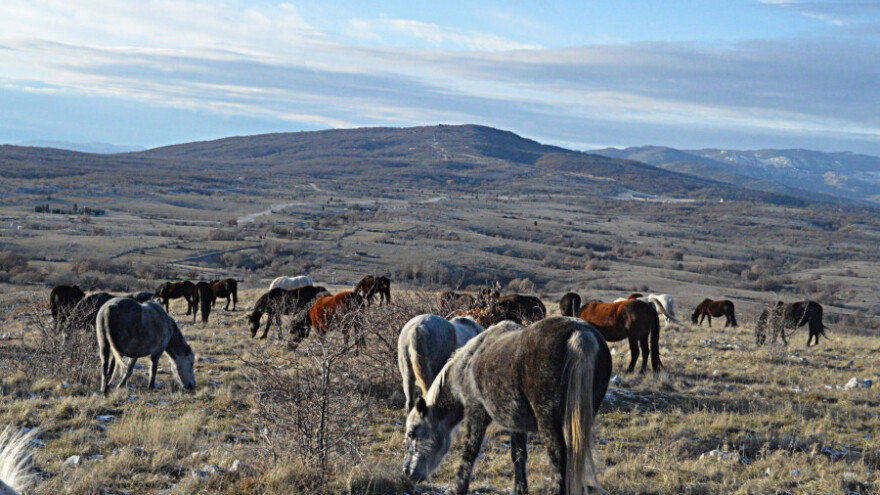 Autom naletio na divljeg konja