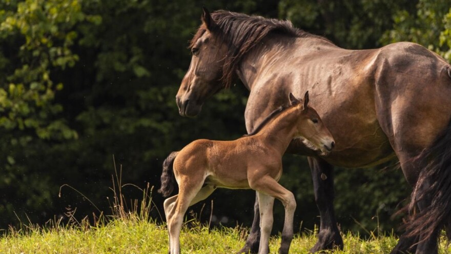U ishrani ždrebadi najvažniji kolostrum, ali i adekvatna smeša koncentrata