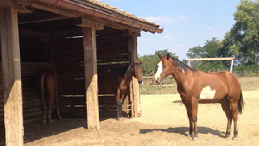 Uskoro novi ravnatelj Hrvatskog centra za konjogojstvo
