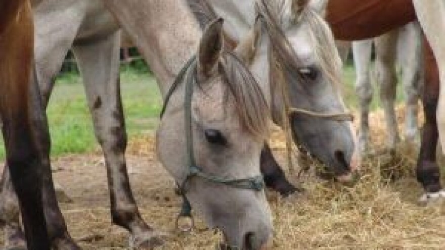 Održan Stručni savjet o konjogojstvu