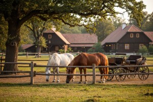 Konjogojstvom do turista
