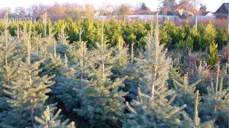 Proizvodnja novogodišnjih jelki - skroman biznis