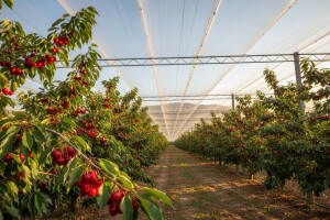 Konkurišite - ima još novca za protivgradne mreže