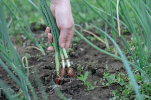 Konkurs je u toku: Do dva miliona dinara za organsku proizvodnju