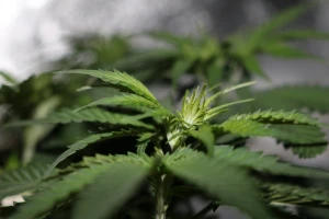 Grci planiraju otvaranje 750 radnih mesta za uzgoj konoplje u staklenicima