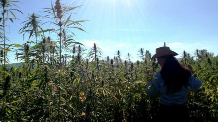 Prva dalmatinska konoplja na 6 hektara OPG Moro