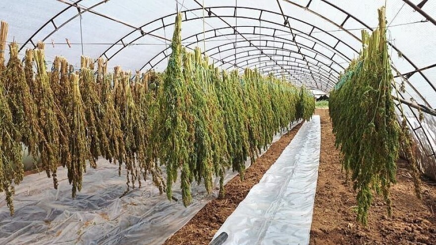 Srpski paraolimpijac osvaja medalje i uzgaja konoplju