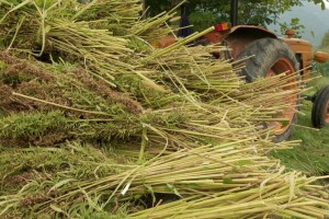 Najviši sud EU presudio u korist CBD-a iz cijele biljke industrijske konoplje
