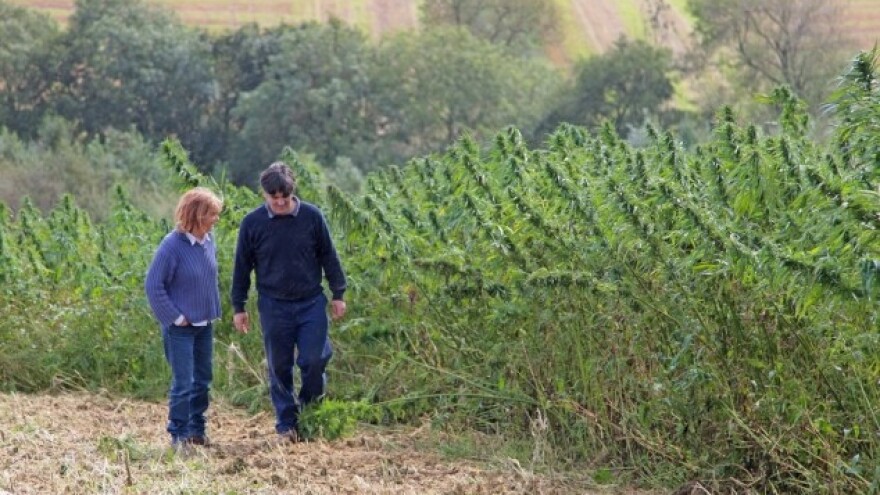 Slavonska konoplja na 10 hektara u eko uzgoju