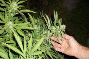 Uvozimo medicinsku konoplju kanadske tvrtke