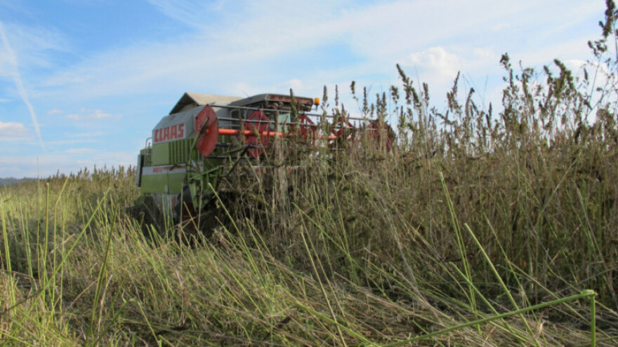 Ukrajina ponovno pokreće tržište konoplje