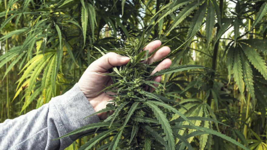 Zahtjeve za uzgoj konoplje predajte do 31. svibnja